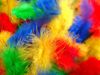 Colourful Feathers.jpg