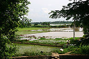 Rice-Fields.jpg