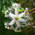 Snake-Gourd-1.jpg