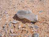 Gypsum.jpg