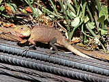Chameleon.jpg