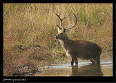 Barasingha-1.jpg