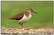 Sandpipers-5.jpg