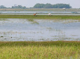 Chilika-Lake-6.jpg