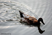 Duck-1.jpg