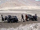 Spitian-Tribe-3.jpg