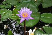 Lotus-2.JPG