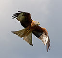 Red-Kite.jpg