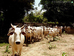 ब्रज की गौ (गायें)