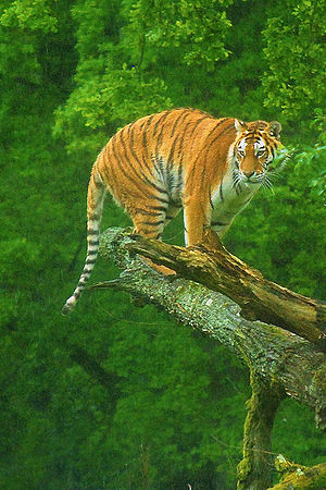 बाघ - भारतकोश, ज्ञान का हिन्दी महासागर