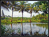 Kerala.jpg