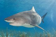 Shark.jpg