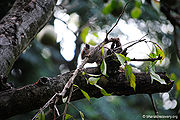 Squirrel-2.jpg