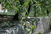 Almond-1.jpg