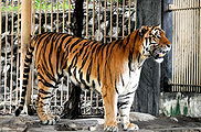 Tiger-5.jpg