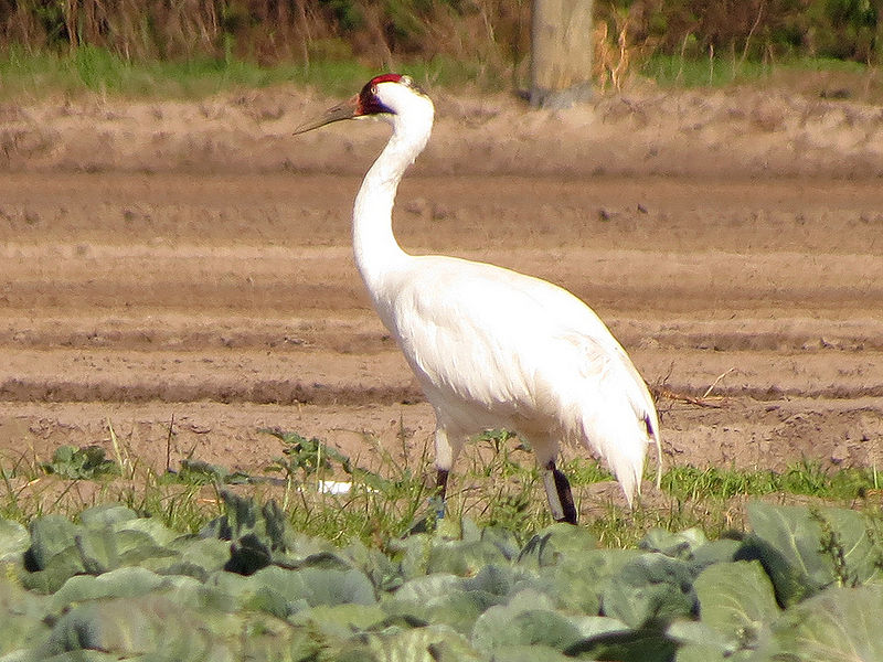 चित्र:Crane-Bird-2.jpg