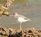 Sandpipers-6.jpg