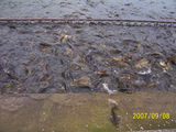 Rewalsar-Lake-3.jpg