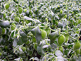 Chickpea-Crop.jpg