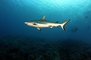 Shark-3.jpg