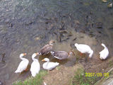 Rewalsar-Lake-6.jpg