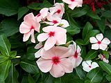 Catharanthus.jpg