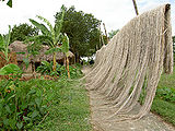 Jute.jpg