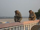 बंदर, वाराणसी