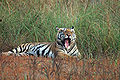 Tiger-Kanha-National-Park.jpg