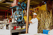 Sugarcane-4.jpg