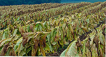 Tobacc-Plant-1.jpg