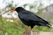 Red-Billed-Chough.jpg